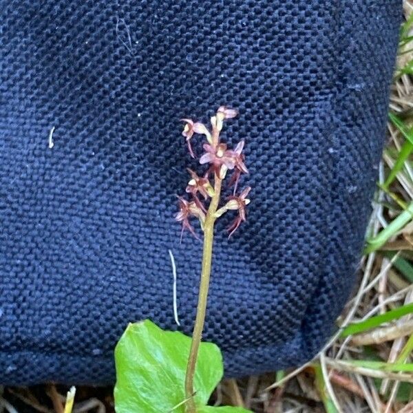 Neottia cordata Flower