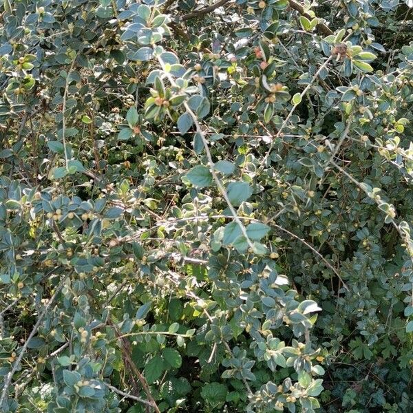 Cotoneaster induratus Агульны выгляд