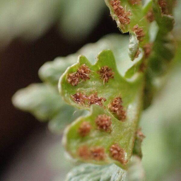 Woodsia alpina 果