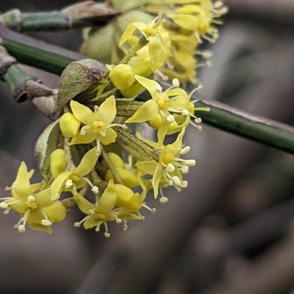 Cornus mas Flor