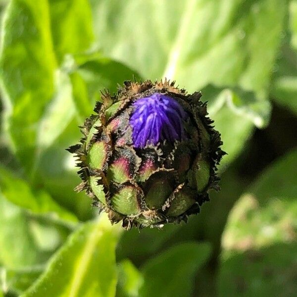 Centaurea triumfettii Λουλούδι