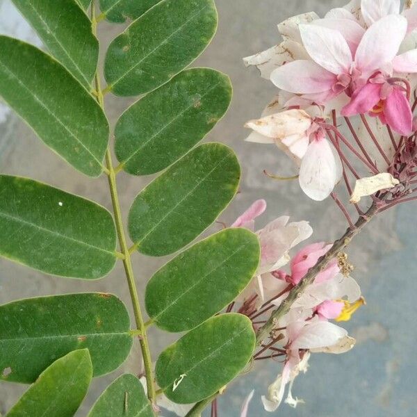 Cassia javanica Kvet