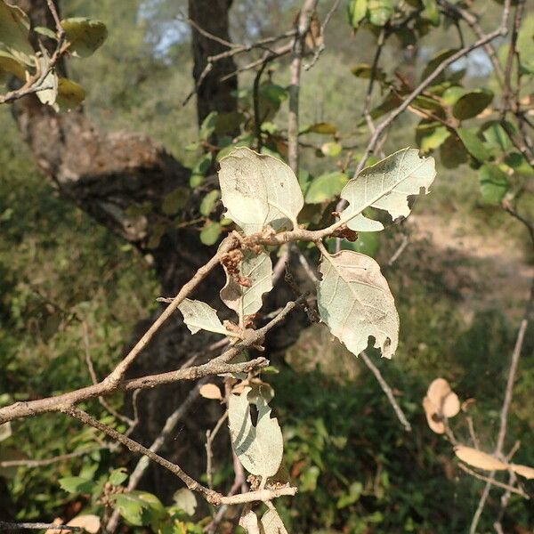 Quercus suber برگ