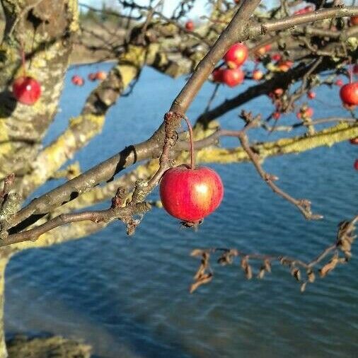 Crataegus laciniata 果実