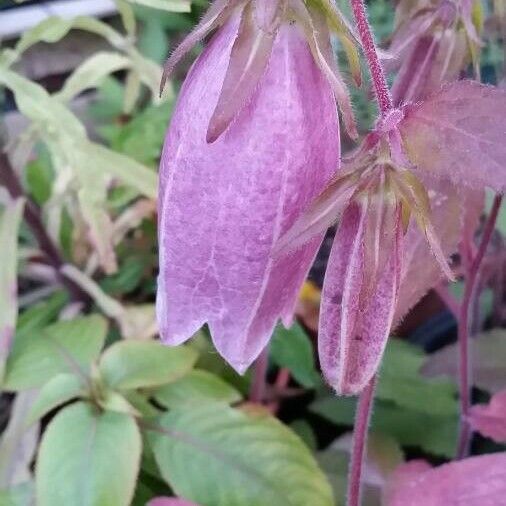 Campanula alliariifolia ফুল