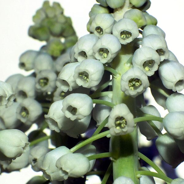 Muscari botryoides Květ