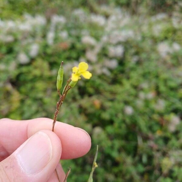 Rhamphospermum nigrum Blomst