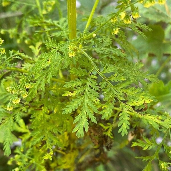 Artemisia annua Lapas