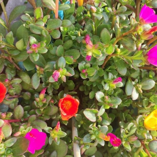 Portulaca umbraticola Blomma