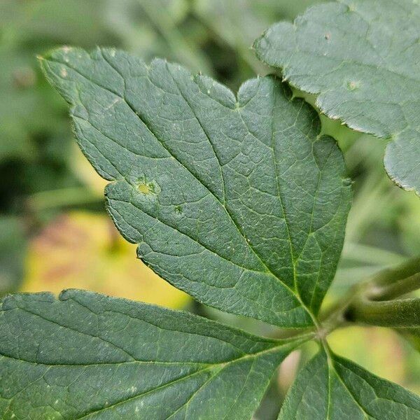 Eriocapitella hupehensis Leaf