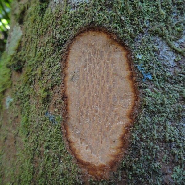 Hedycarya chrysophylla خشب