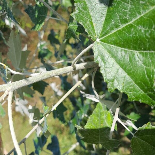 Populus alba Bark