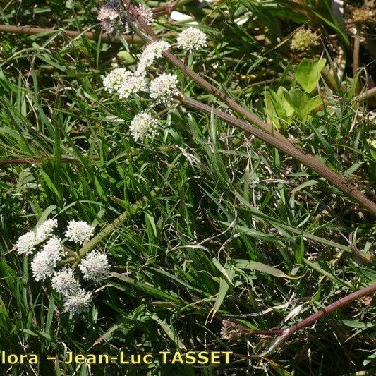 Oenanthe globulosa Kaarna