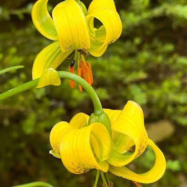 Lilium pyrenaicum പുഷ്പം