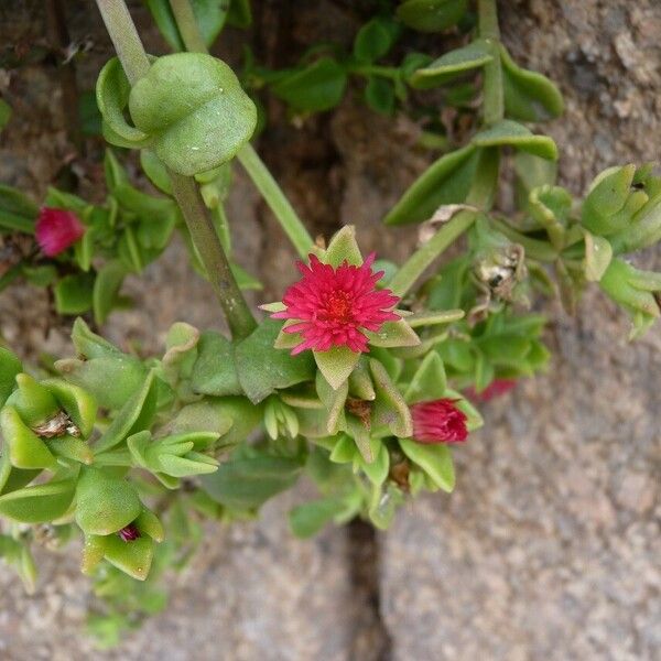 Aptenia cordifolia 花