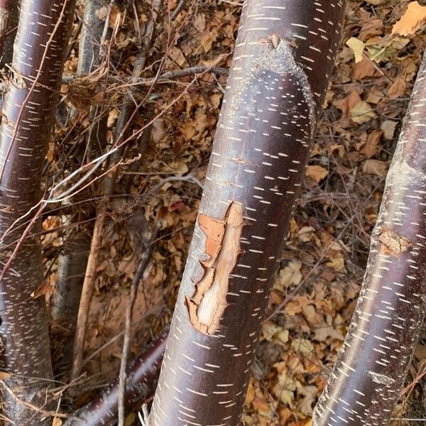 Betula occidentalis പുറംതൊലി