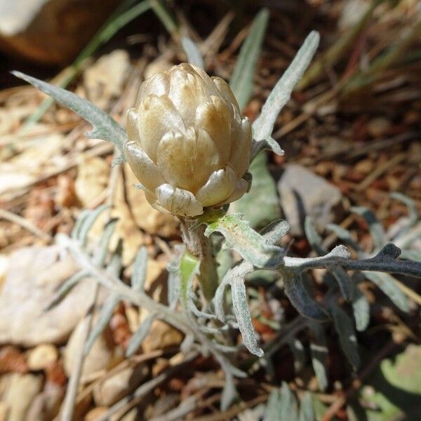 Rhaponticum coniferum Alia