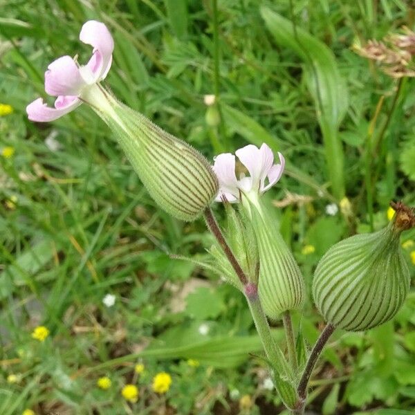 Silene conica Muu