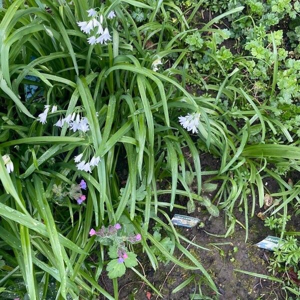 Allium triquetrum Blodyn