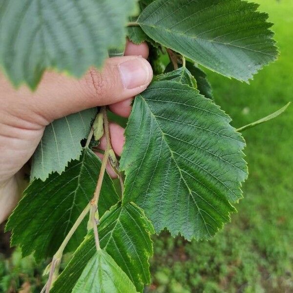 Alnus incana Feuille