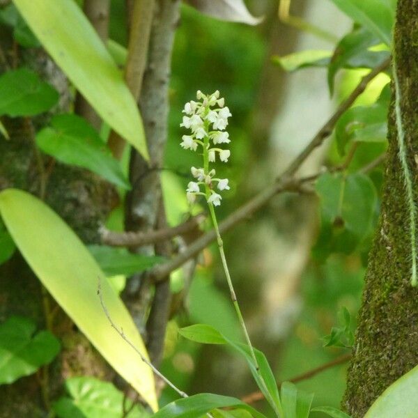 Polystachya concreta 整株植物