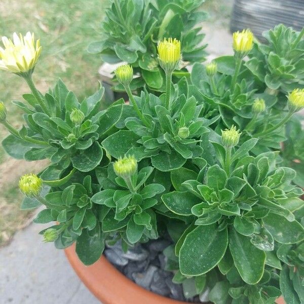 Chrysanthemum indicum Fleur