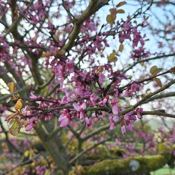 Cercis canadensis Цветок