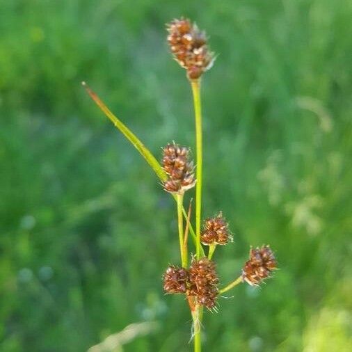 Luzula multiflora 花
