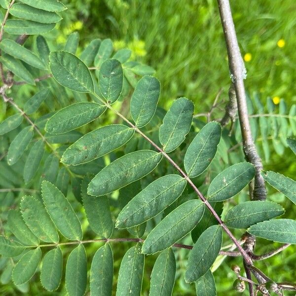 Sorbus aucuparia List