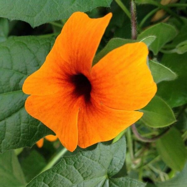 Thunbergia alata Flower