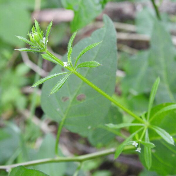 Galium aparine Habit