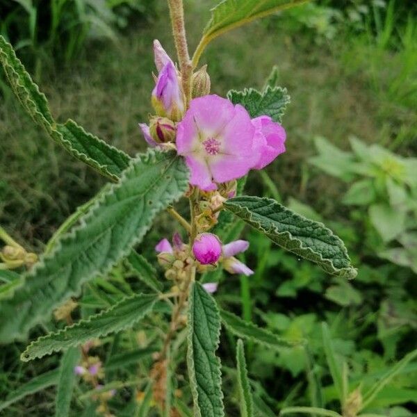 Melochia tomentosa Flor