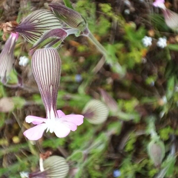 Silene conica Flower