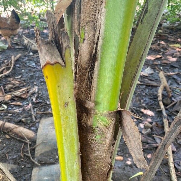 Cocos nucifera кора