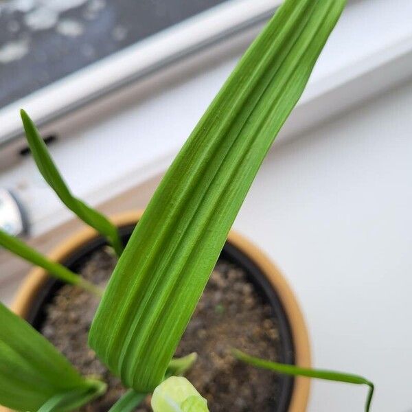 Allium paradoxum Leaf