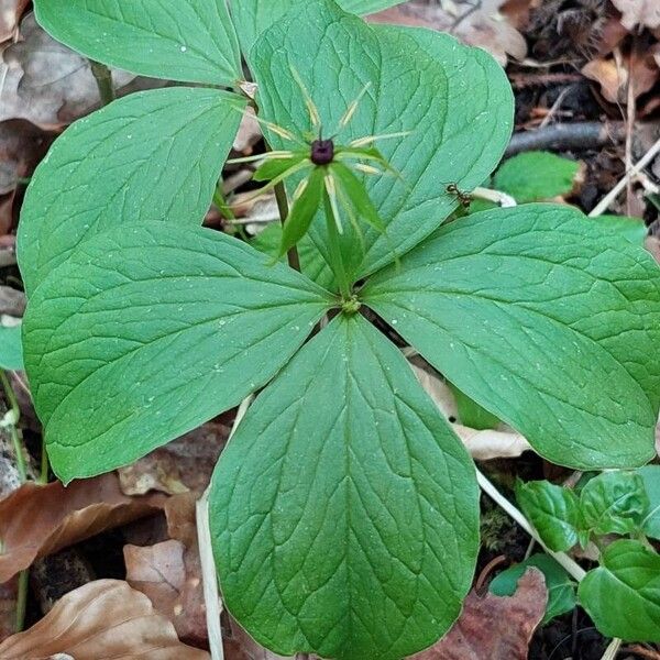 Paris quadrifolia Характер