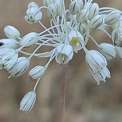 Allium paniculatum Цветок