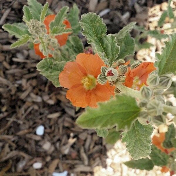 Sphaeralcea ambigua Blomst