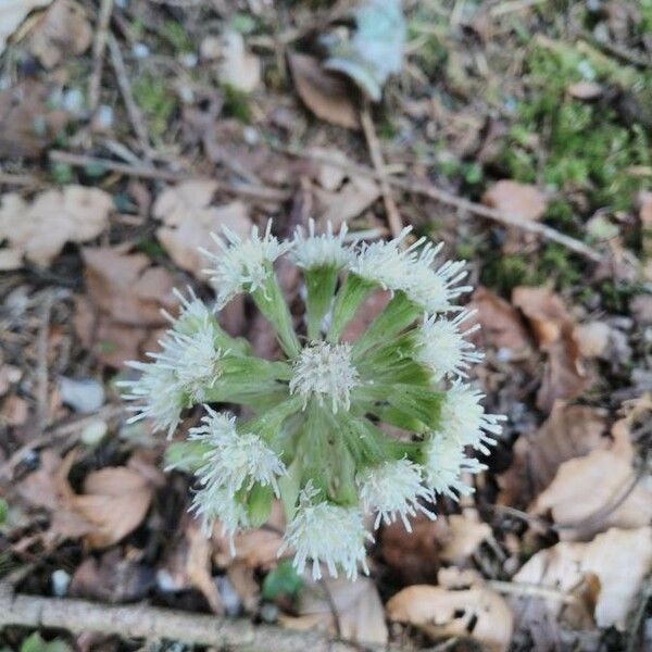 Petasites albus Çiçek