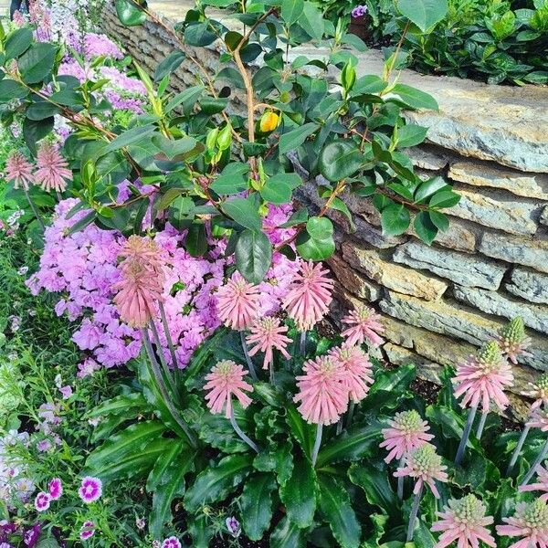 Veltheimia bracteata Cvet