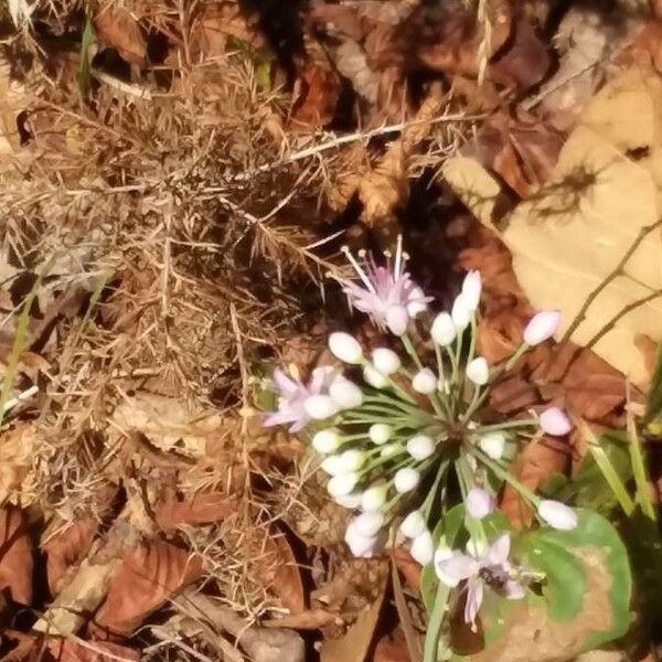 Allium cernuum 花