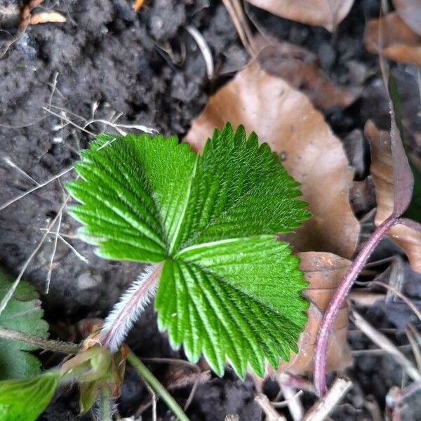 Fragaria moschata Folha