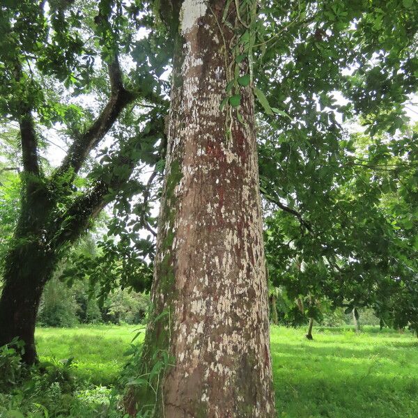 Anacardium excelsum ശീലം