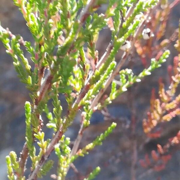 Erica lusitanica Лист