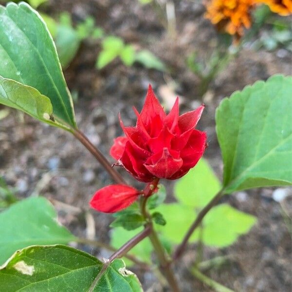 Salvia splendens Blüte