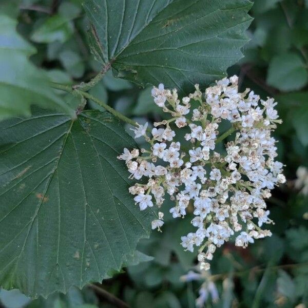 Viburnum dentatum Λουλούδι