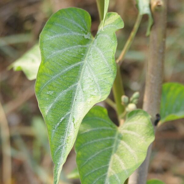 Ipomoea carnea ഇല