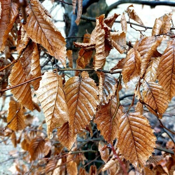 Carpinus betulus Foglia