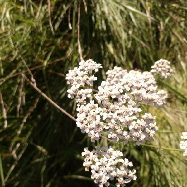 Achillea ageratum പുഷ്പം