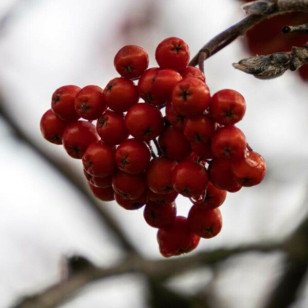 Sorbus aucuparia Hedelmä